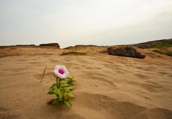 flower-in-desert-panya-jampatong